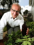 Dr Andrew Katelaris, who makes Cannabis oil, is running on the pro-cannabis ticket.