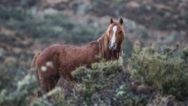 Victoria's plan to control 'feral horses' puts it at odds with NSW