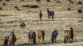 Scientific advisers call for rethink on NSW wild horses plan